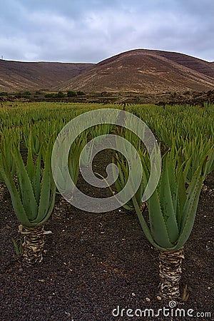 Aloe Vera plantation on Lanzarote Stock Photo