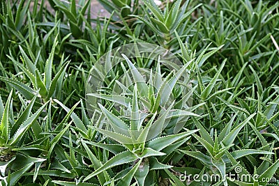 Aloe Vera plants healthy skin protection Stock Photo