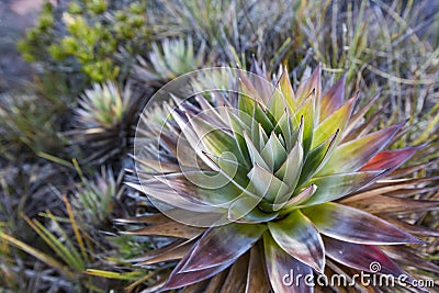 Aloe vera plants, tropical green plants tolerate hot weather. Stock Photo