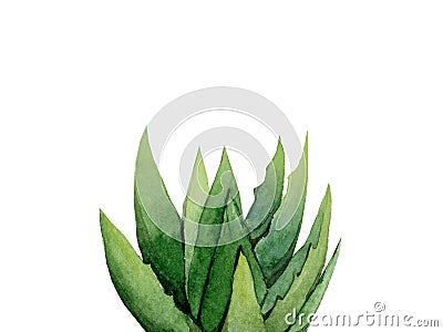 Aloe Vera. Succulent plant. Botanical detail for greeting, invitation, card, postcard. Watercolour illustration isolated on white Cartoon Illustration