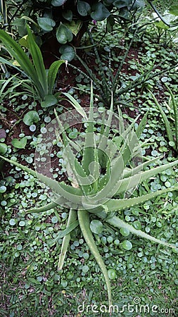 Aloe vera is succulent plant, grow wilf in tropica, easy to grow, used for home plant and ornamental, spike around the leave, and Stock Photo