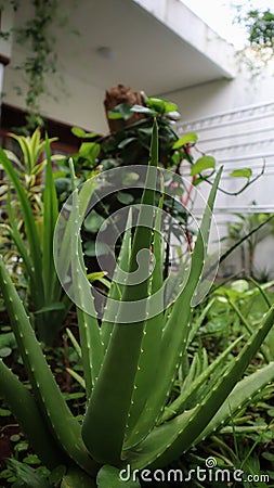 Aloe vera is succulent plant, grow wilf in tropica, easy to grow, used for home plant and ornamental, spike around the leave, and Stock Photo
