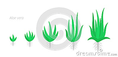 Aloe vera is a succulent plant. The life cycle of cactus. Aloe growth stages. Phases set. Ripening growing period with the roots. Cartoon Illustration