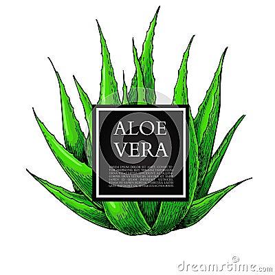 Aloe vera vector illustration with frame. Hand drawn artistic isolated object on white background. Vector Illustration