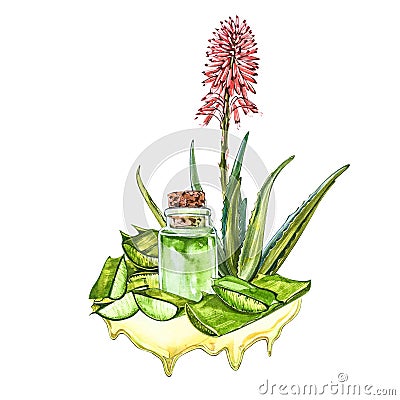 Aloe vera. Watercolor succulent aloe. Green plant, watercolor hand drawn illustration. Botanical painting on isolated Cartoon Illustration