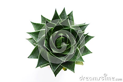 Aloe vera Stock Photo