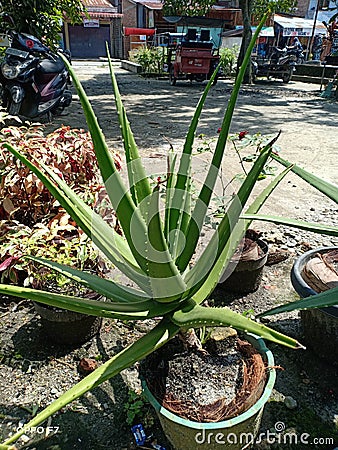 Aloe Vera (Lidah Buaya) Editorial Stock Photo