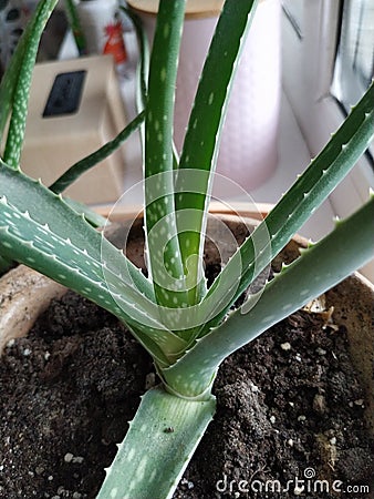 Aloe vera in yakutsk appartments, russia Stock Photo