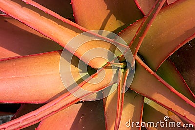 Aloeaceae, Aloe Buettneri, West African Savannas Stock Photo