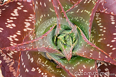 Aloeaceae, Aloe Saponaria, South African plant Stock Photo