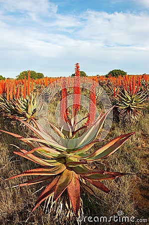 Aloes Stock Photo