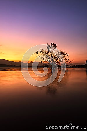 Alone alive tree is in the flood of lake at sunrise Stock Photo