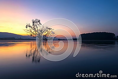 Alone alive tree is in the flood of lake at sunrise Stock Photo