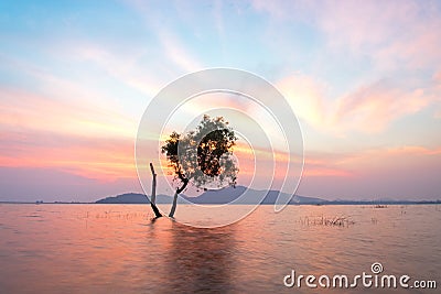 Alone alive tree is in the flood water of lake at sunset scenery in reservoirs, Stock Photo