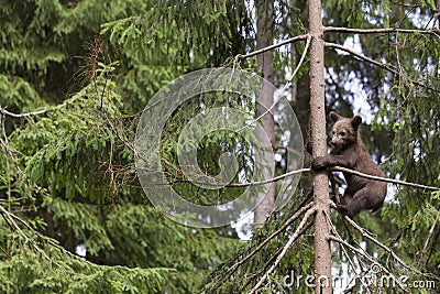 Alone baby bear in tree Stock Photo