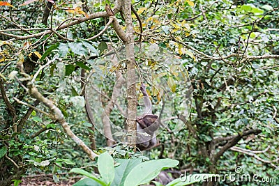 Alone baby monkey sits on the huge tree in the rainforest of Ubud, Bali Stock Photo