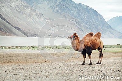 Alone Bactrian camel standing near the Hunder village in Nubra Valley, Diskit Nubra tehsil, Ladakh Union territory in India Stock Photo