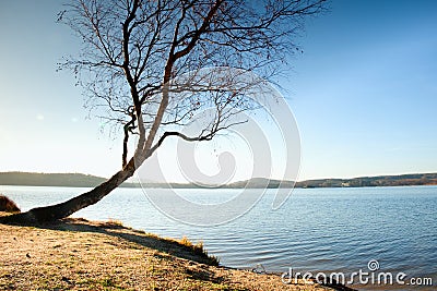 Alone bended birch tree at sea beach, empty branche s without leaves. Stock Photo