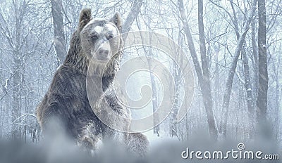 Alone brown bear and snow in a winter forest mountain. Nature and wildlife concept with empty copy space Stock Photo