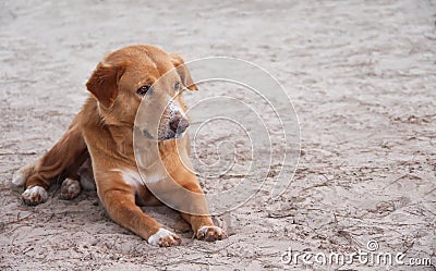 Alone brown dog sitting on sandy beach Stock Photo