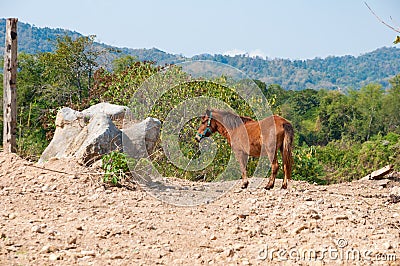 Alone brown horse in a countryside farm Stock Photo