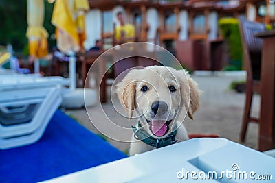 Alone cute golden puppy looking behind beach chair Stock Photo