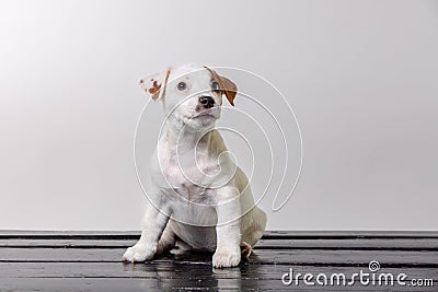 Alone cute pug dog sad and sit on beach chair. Copy spase Stock Photo