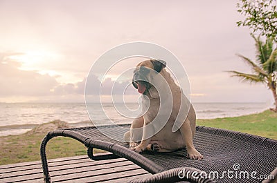 Alone cute pug dog tongue sticking out sad and sit alone on beach chair with summer sea and looking at cloudy sunset Stock Photo
