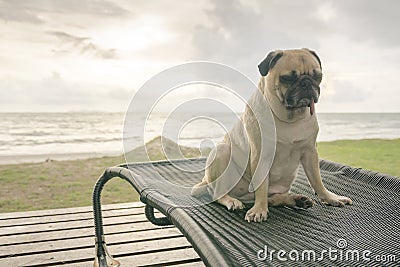 Alone cute pug dog tongue sticking out sad and sit rest on beach Stock Photo