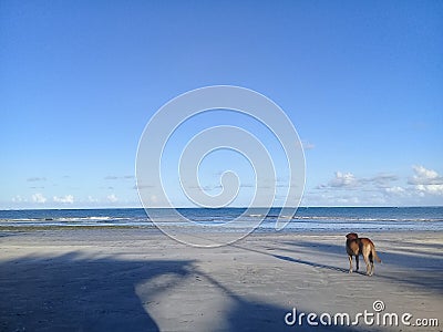 Alone dog on the beach Stock Photo