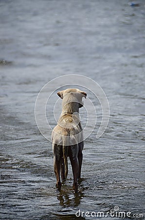 Alone Dog Stock Photo