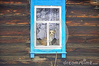 Dog in the window of a wooden house Stock Photo