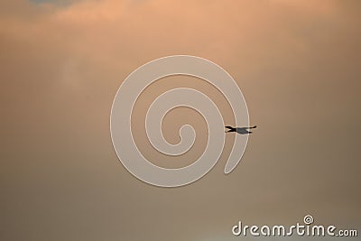 Alone duck flying under a cloudy late evening sky Stock Photo