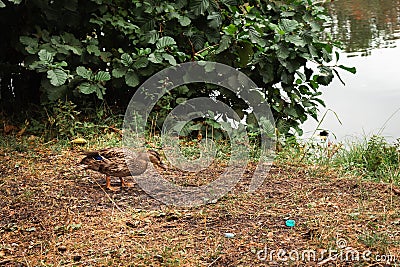 Alone duck on the river bank with plastic garbage. Mallard on the lake shore in autumn season. Wild bird in nature. Stock Photo