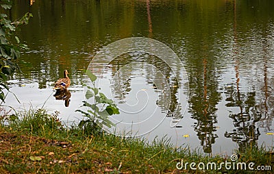 Alone duck on the river. Single bird near riverbank. Mallard on the lake in autumn season. Swimming wildfowl. Stock Photo