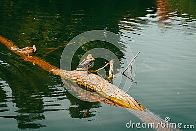 Alone duck on tree trunk on the river. Single bird near riverbank. Mallard on the lake in autumn season. Swimming wildfowl. Stock Photo