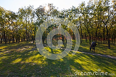 Alone horse graze on a forest glade Stock Photo