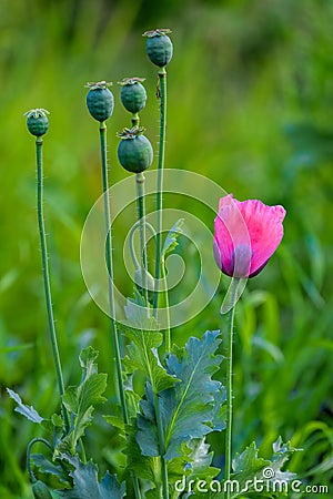 Alone mauve flower of uncultivated common poppy Papaver Somniferum in front of stems with seed capsule grow on countryside road Stock Photo