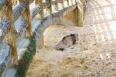 Alone mountain Goat under bridge Stock Photo