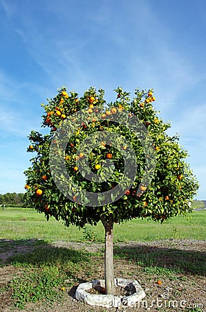 Orange tree in field Stock Photo