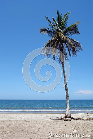 Alone palm tree Stock Photo