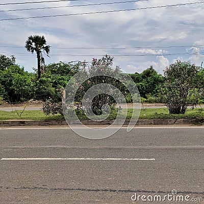 Alone road with flower grass and trees Editorial Stock Photo