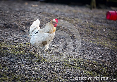 Rural rooster walks on pasture Stock Photo