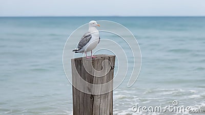 A Seagull on wooden poll Stock Photo
