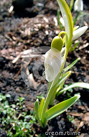 Alone snowdrop Stock Photo