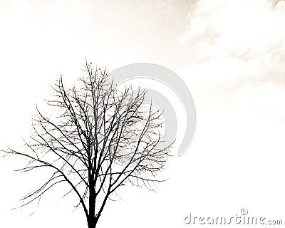 Alone tree Stock Photo