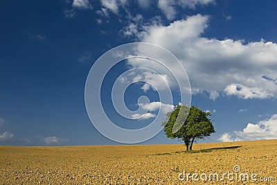 Alone tree in the brown field with blue cloudy sky Stock Photo