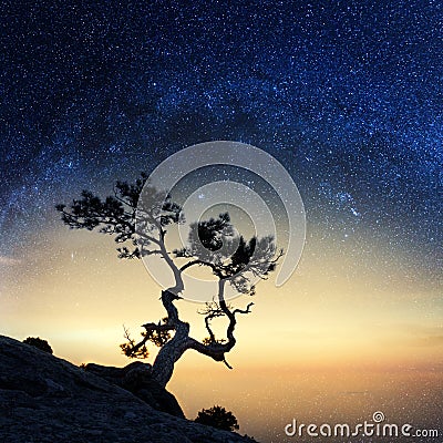 Alone tree on the edge of the cliff Stock Photo