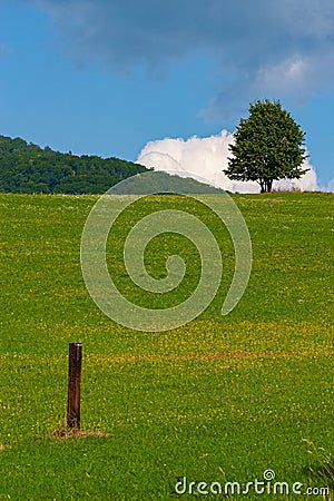 Alone tree on a blue sky with white clouds Stock Photo