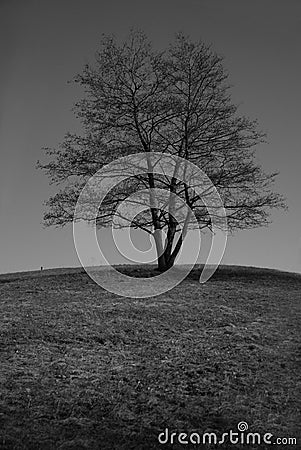 Alone tree on the meadow Stock Photo